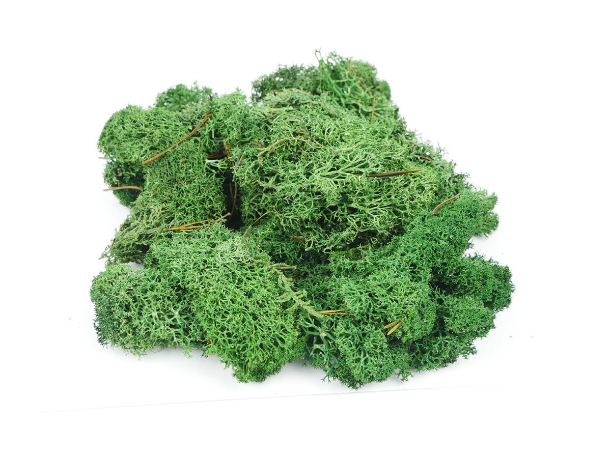 Gaugemaster GM165 Dark Green Lichen 80g - Phillips Hobbies