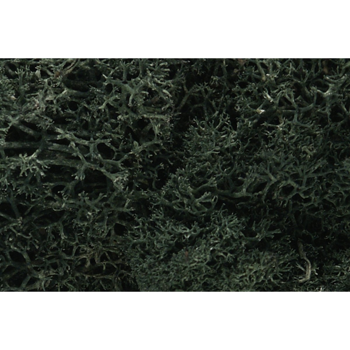 Woodland Scenics Dark Green Lichen - Phillips Hobbies