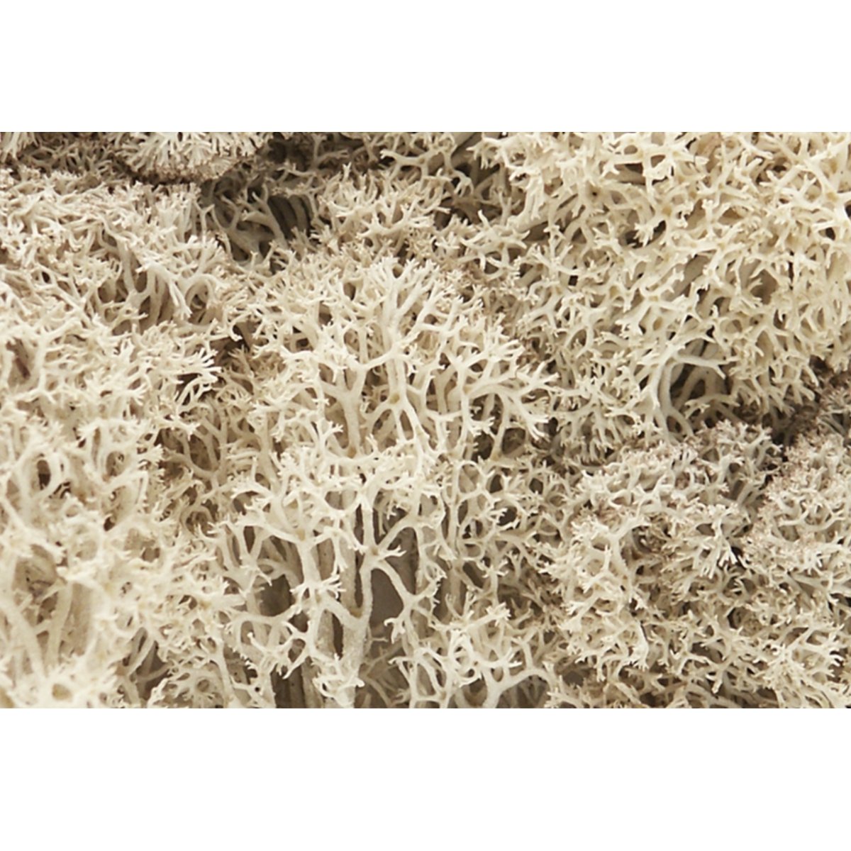 Woodland Scenics Natural Lichen - Phillips Hobbies