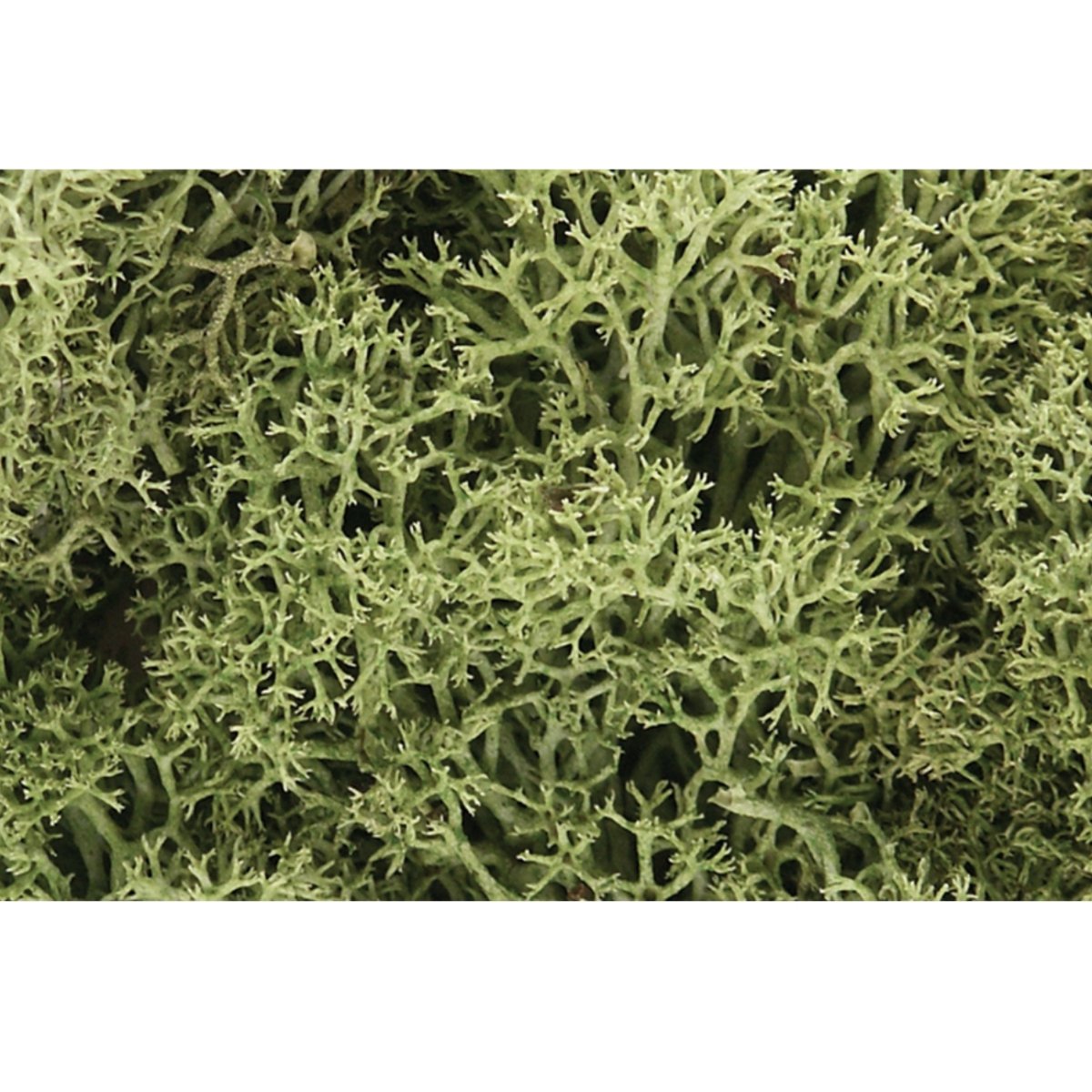 Woodland Scenics Spring Green Lichen - Phillips Hobbies