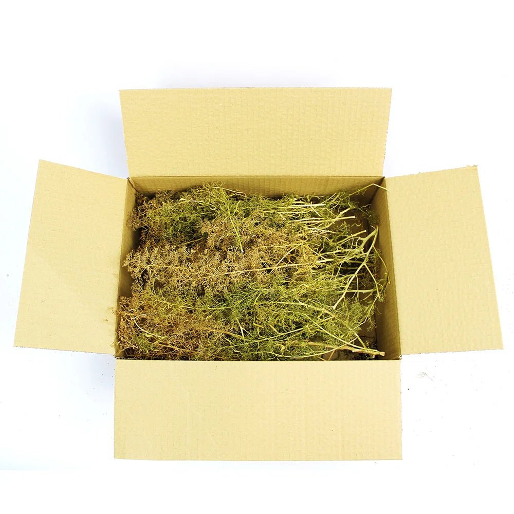 WWScenics Mixed Size Seafoam Tree Box - Phillips Hobbies